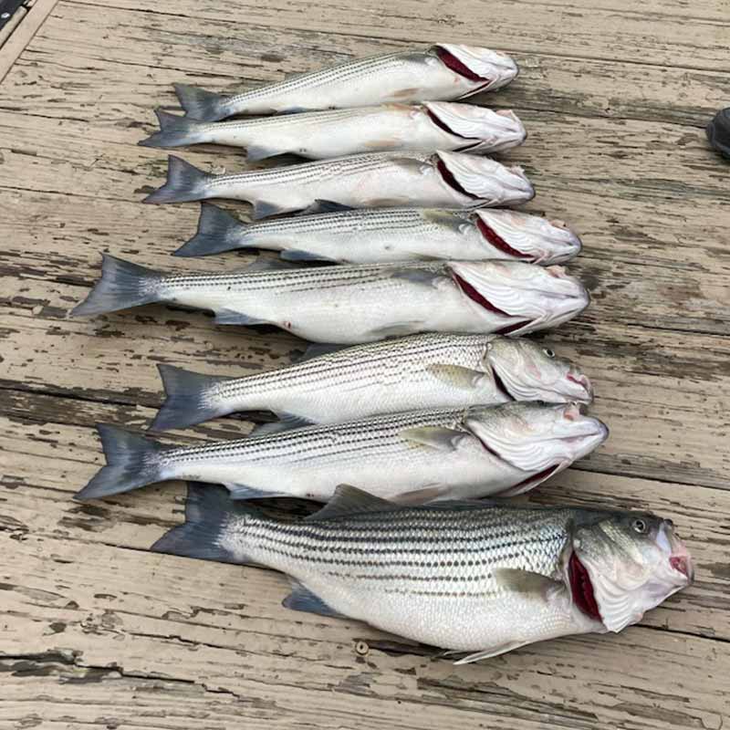 AHQ INSIDER Lake Murray (SC) 2023 Week 1 Fishing Report - Updated January 5