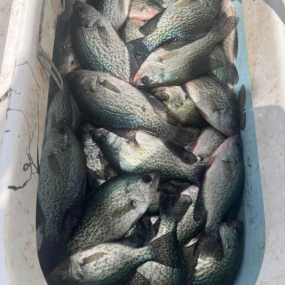 AHQ INSIDER Lake Murray (SC) 2025 Week 42 Fishing Report - Updated October 16