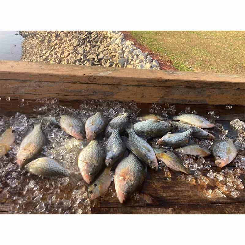 AHQ INSIDER Lake Murray (SC) 2022 Week 50 Fishing Report - Updated December 16