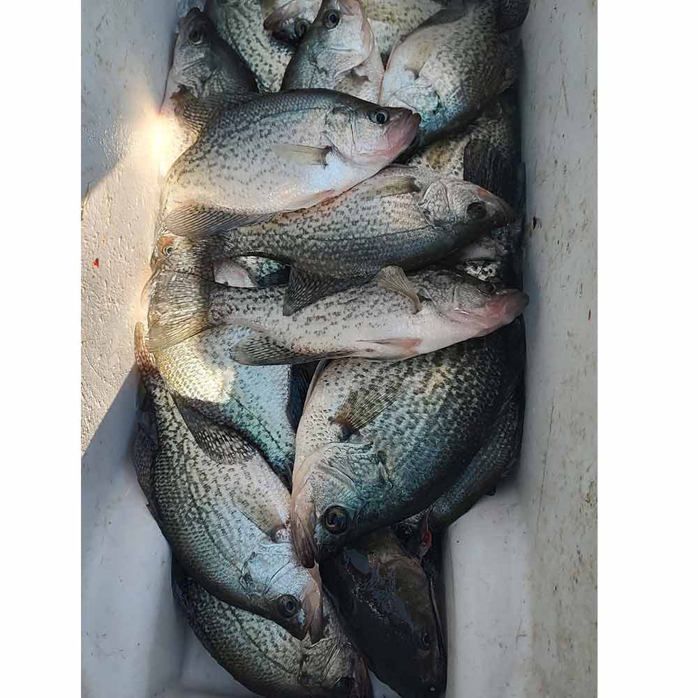 AHQ INSIDER Lake Murray (SC) 2025 Week 47 Fishing Report - Updated November 19