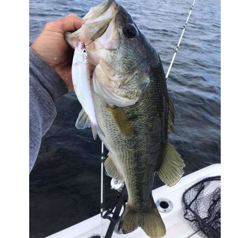 AHQ INSIDER Lake Murray (SC) Spring 2021 Fishing Report - Updated May 19