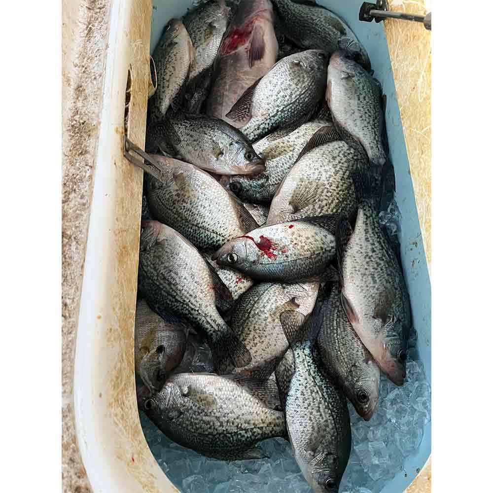 AHQ INSIDER Lake Murray (SC) 2026 Week 4 Fishing Report - Updated January 22