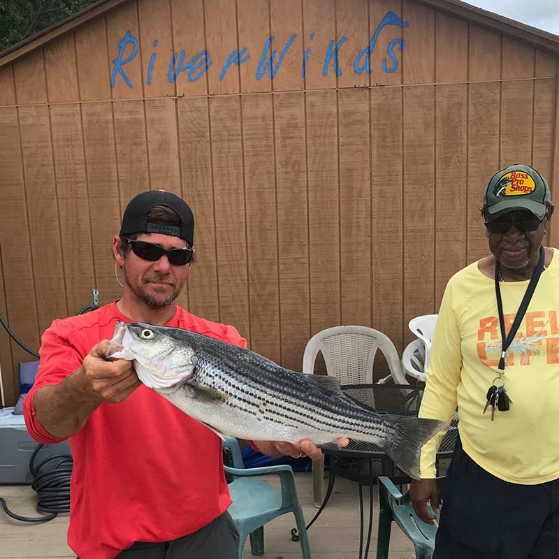 AHQ INSIDER Lake Murray (SC) Summer 2020 Fishing Report - Updated June 26