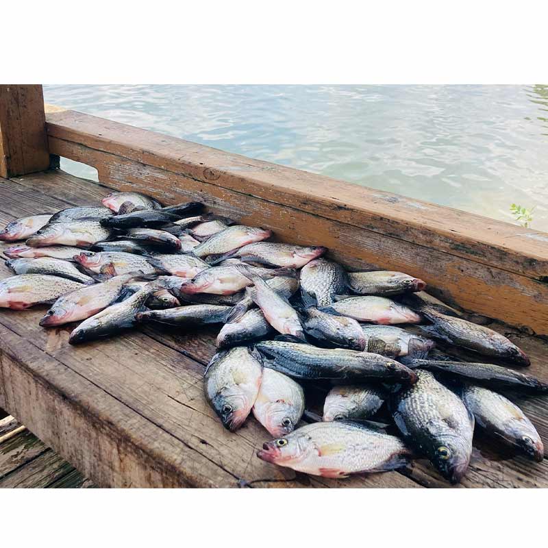 AHQ INSIDER Lake Murray (SC) 2023 Week 23 Fishing Report - Updated June 7