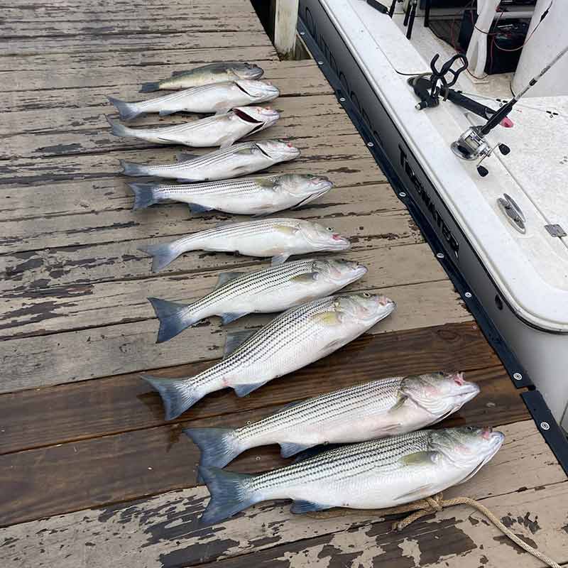 AHQ INSIDER Lake Murray (SC) 2022 Week 46 Fishing Report - Updated November 17