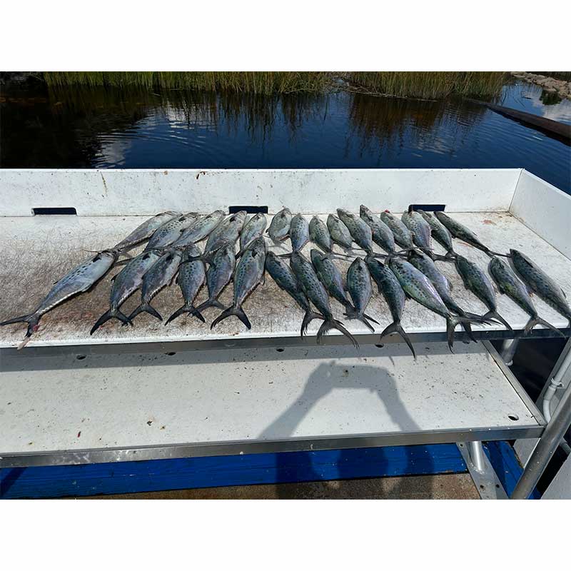 AHQ INSIDER North Myrtle Beach (North Grand Strand, SC) 2023 Week 43 Fishing Report – Updated October 26