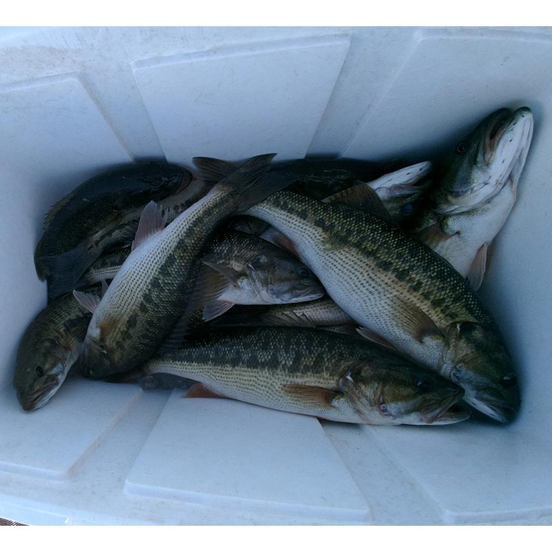 AHQ INSIDER Lake Russell (GA/SC) 2023 Week 44 Fishing Report – Updated November 2