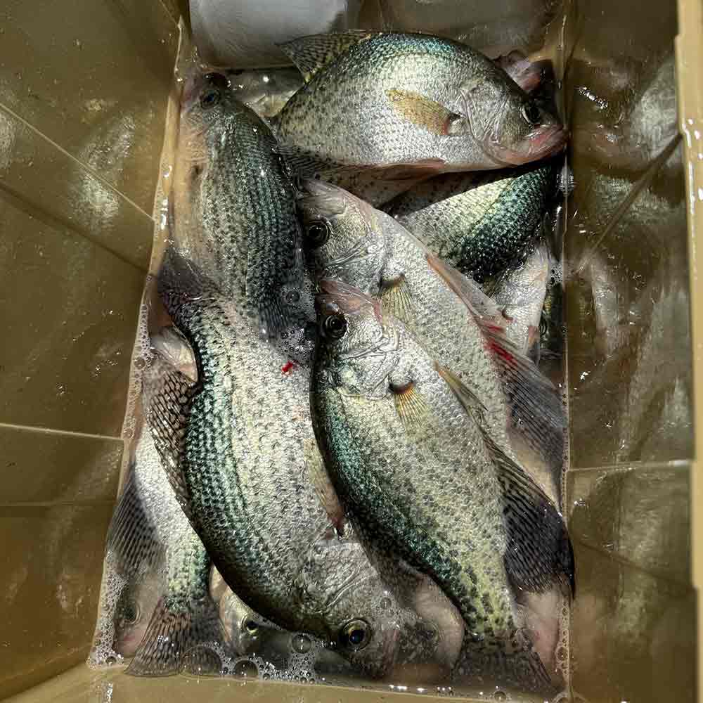 AHQ INSIDER Lake Russell (GA/SC) 2024 Week 33 Fishing Report – Updated August 16