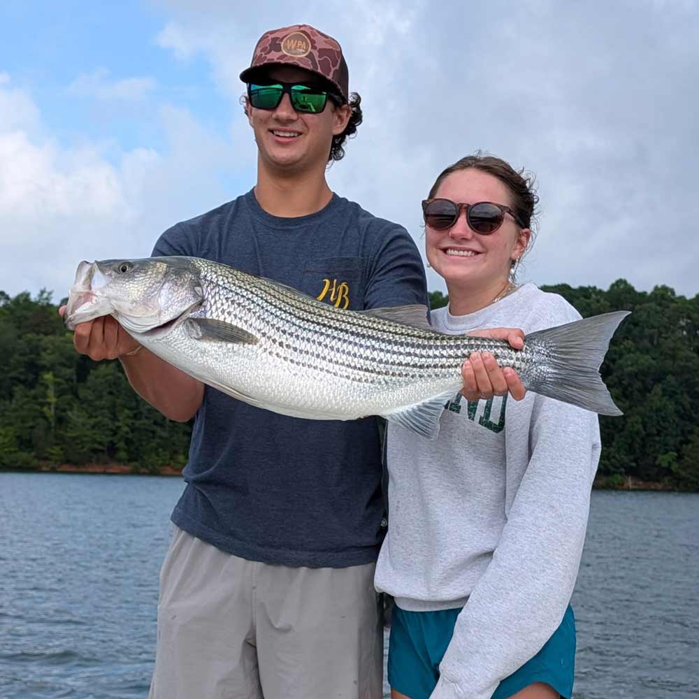 A nice striper caught this week with Guide Luke Wilson