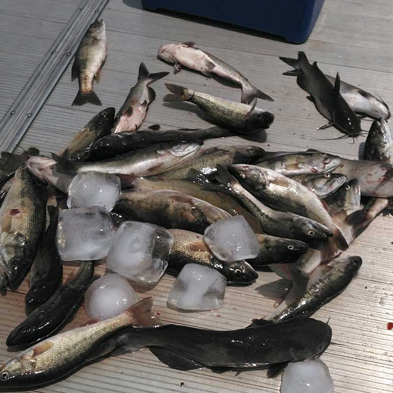 AHQ INSIDER Lake Russell (GA/SC) Summer 2021 Fishing Report – Updated June 23