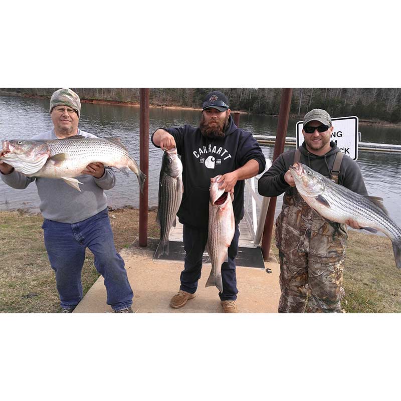 AHQ INSIDER Lake Russell (GA/SC) Spring 2021 Fishing Report – Updated February 18