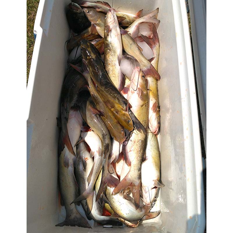 AHQ INSIDER Lake Russell (GA/SC) 2022 Week 19 Fishing Report – Updated May 12