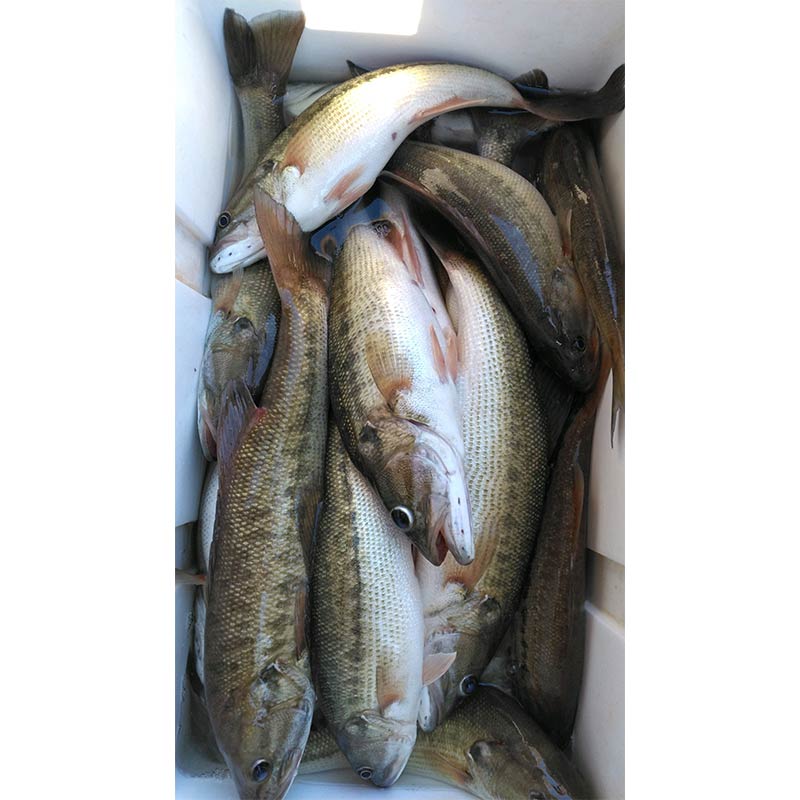 AHQ INSIDER Lake Russell (GA/SC) Spring 2022 Fishing Report – Updated January 6