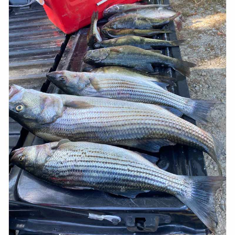 AHQ INSIDER Lake Russell (GA/SC) 2022 Week 42 Fishing Report – Updated October 21