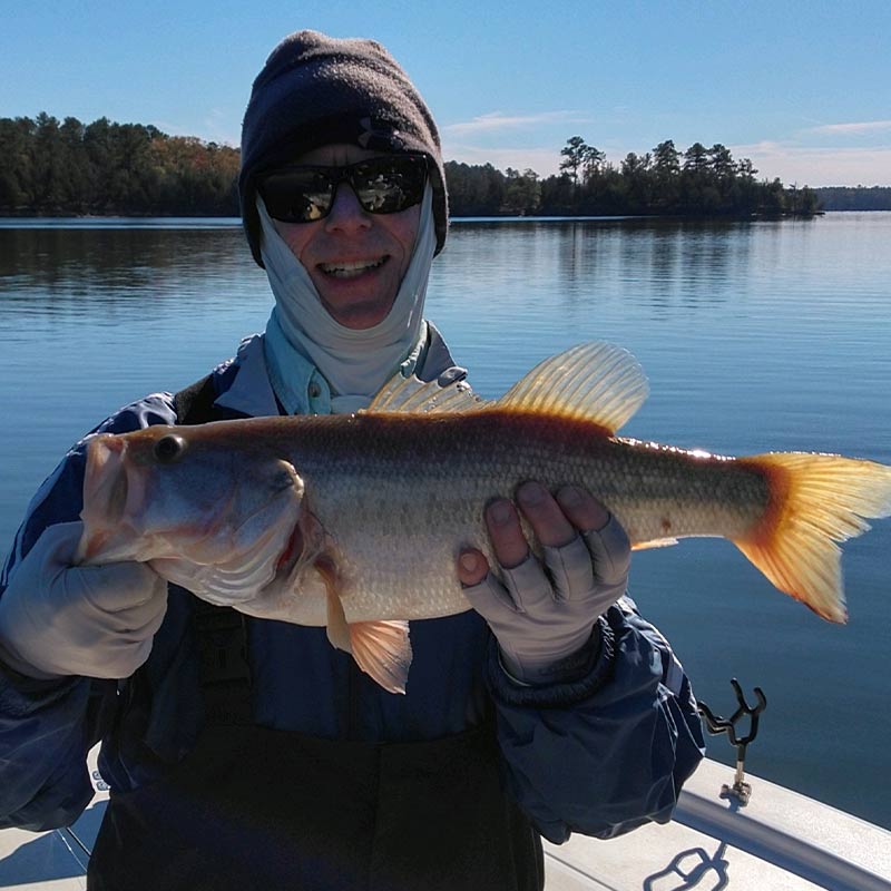 AHQ INSIDER Lake Russell (GA/SC) 2022 Week 48 Fishing Report – Updated December 1
