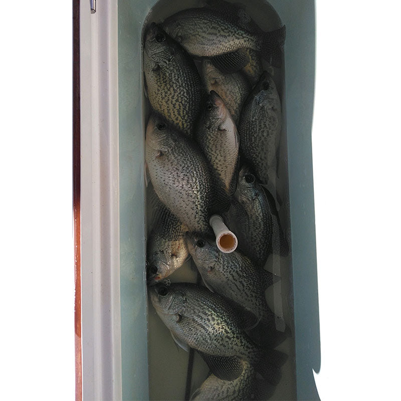 AHQ INSIDER Lake Russell (GA/SC) 2024 Week 9 Fishing Report – Updated February 29