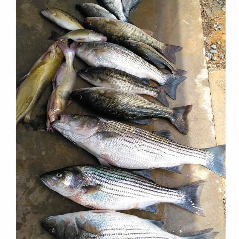 AHQ INSIDER Lake Russell (GA/SC) 2022 Week 31 Fishing Report – Updated August 4