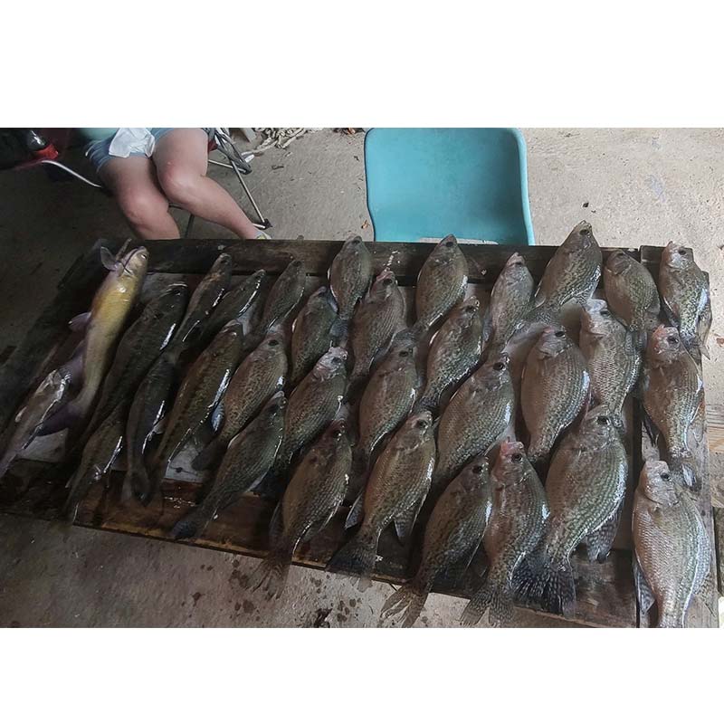 AHQ INSIDER Lake Russell (GA/SC) 2023 Week 39 Fishing Report – Updated September 28