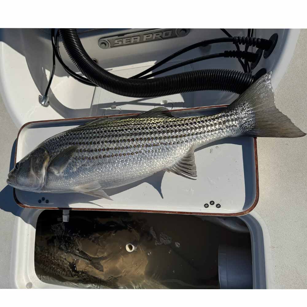 Yesterday on Guide Jerry Kotal's boat