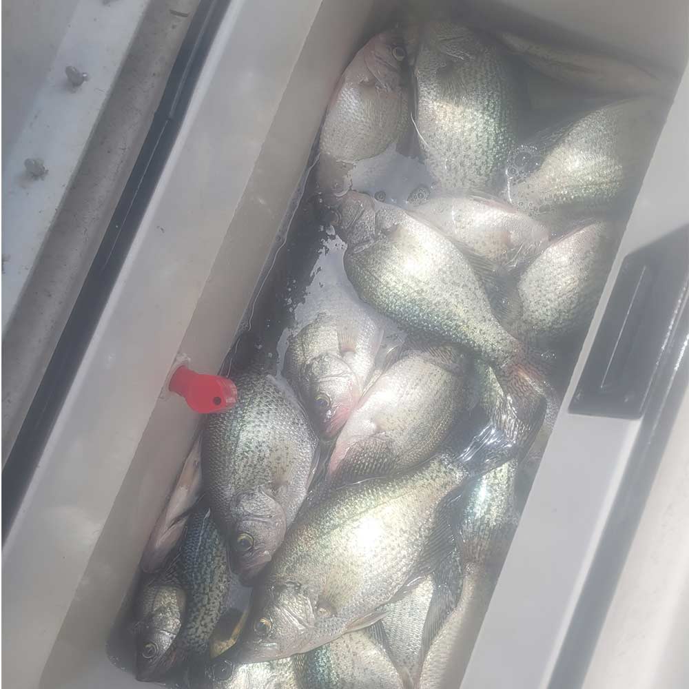 AHQ INSIDER Lake Greenwood (SC) 2024 Week 19 Fishing Report – Updated May 9