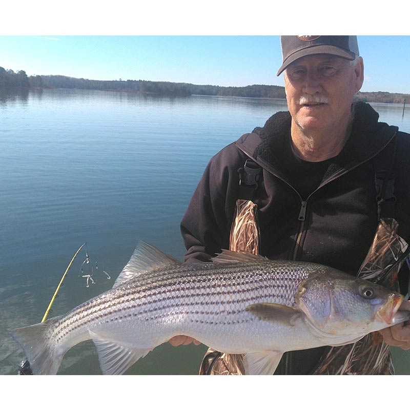 AHQ INSIDER Lake Russell (GA/SC) 2024 Week 6 Fishing Report – Updated February 9