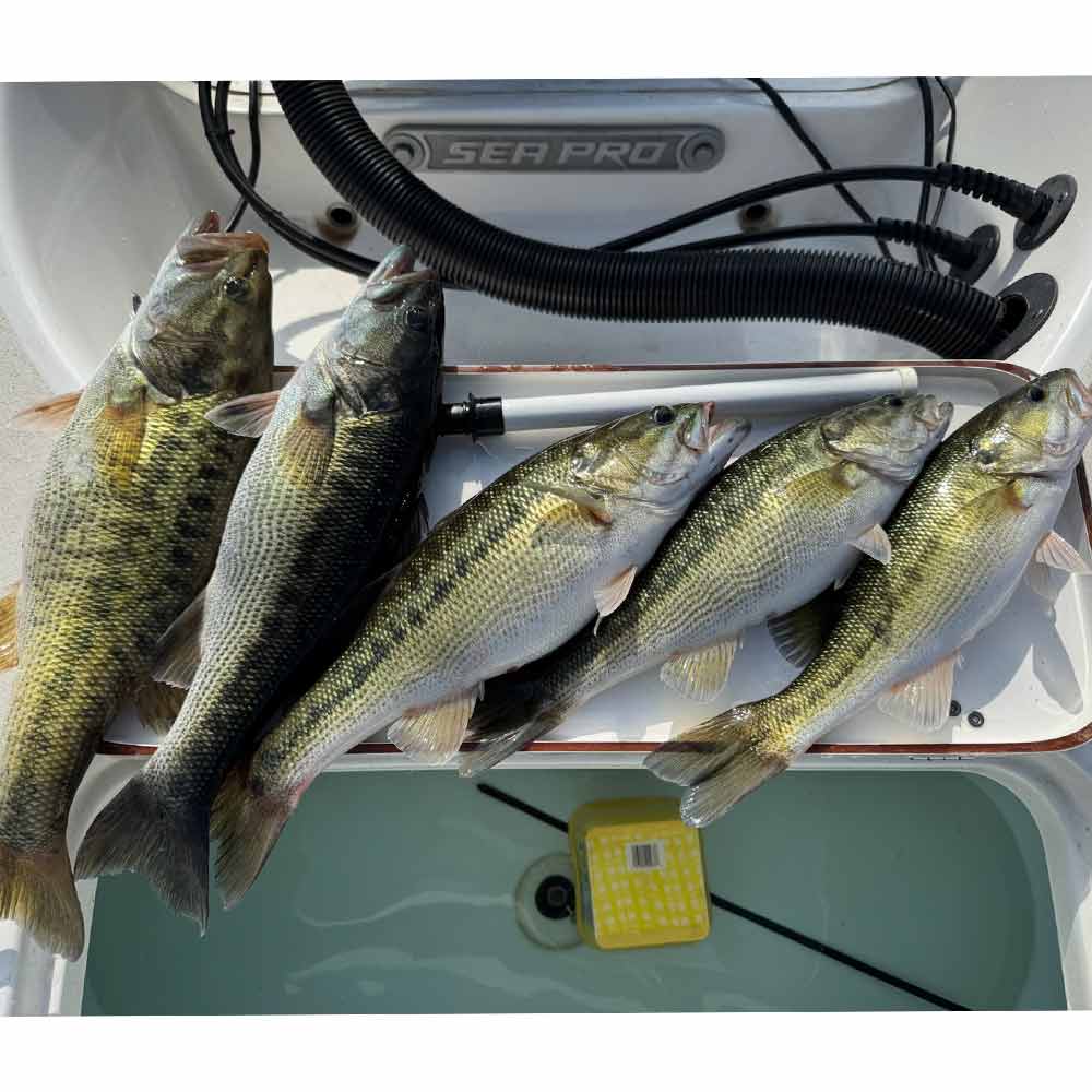 Good ones caught yesterday with Guide Jerry Kotal