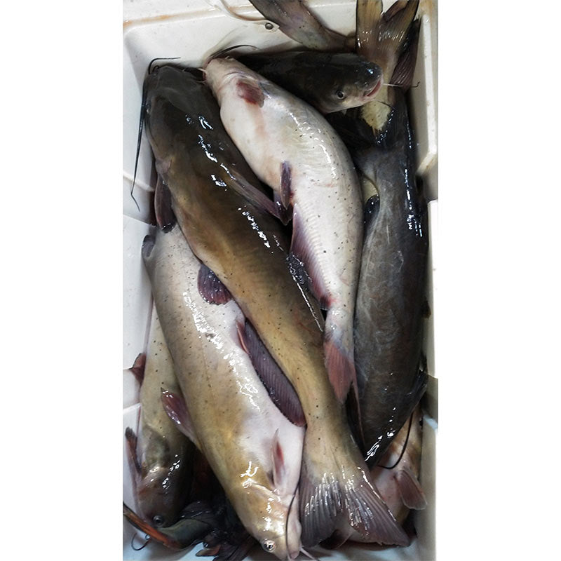 AHQ INSIDER Lake Russell (GA/SC) Spring 2021 Fishing Report – Updated May 28