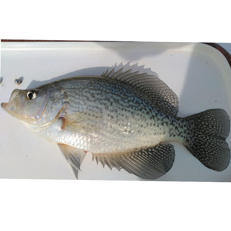 AHQ INSIDER Lake Russell (GA/SC) 2023 Week 7 Fishing Report – Updated February 16