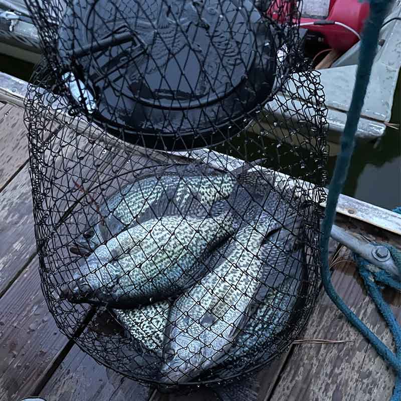 AHQ INSIDER Lake Russell (GA/SC) 2023 Week 8 Fishing Report – Updated February 24