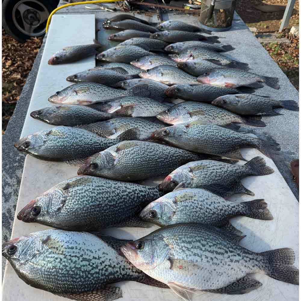 Guide Jerry Kotal's boat caught these fish Sunday