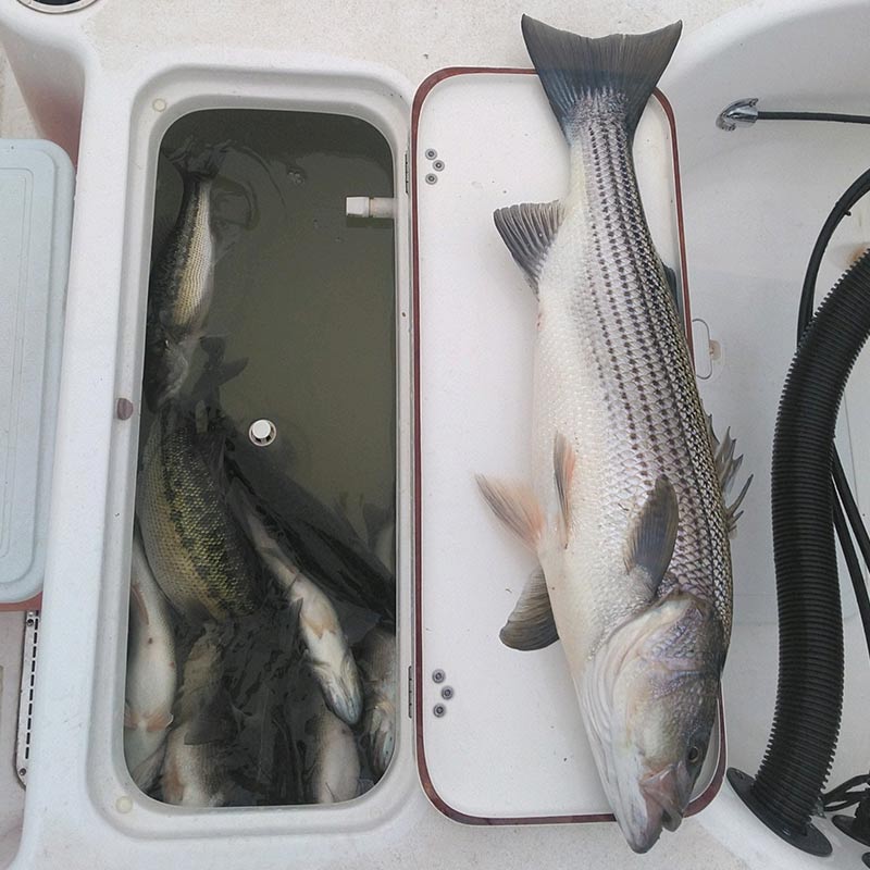 AHQ INSIDER Lake Russell (GA/SC) Spring 2020 Fishing Report – Updated January 20