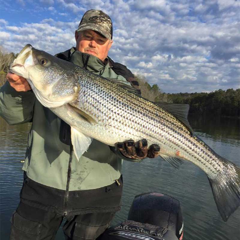 AHQ INSIDER Lake Russell (GA/SC) 2023 Week 2 Fishing Report – Updated January 13