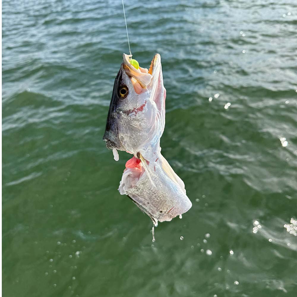 Sharks gotta eat, too! 