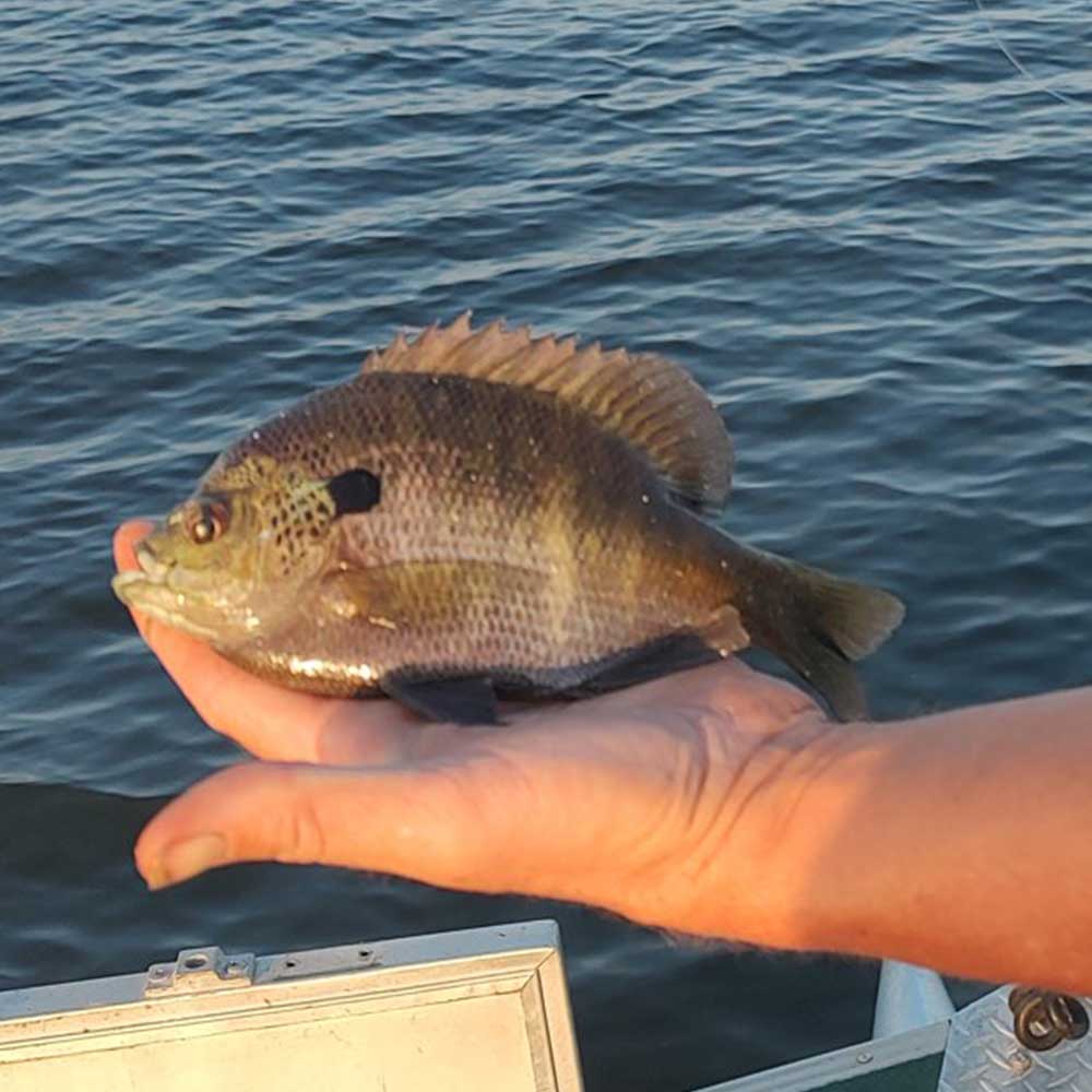 A lot more where this came from - with Captain Steve English