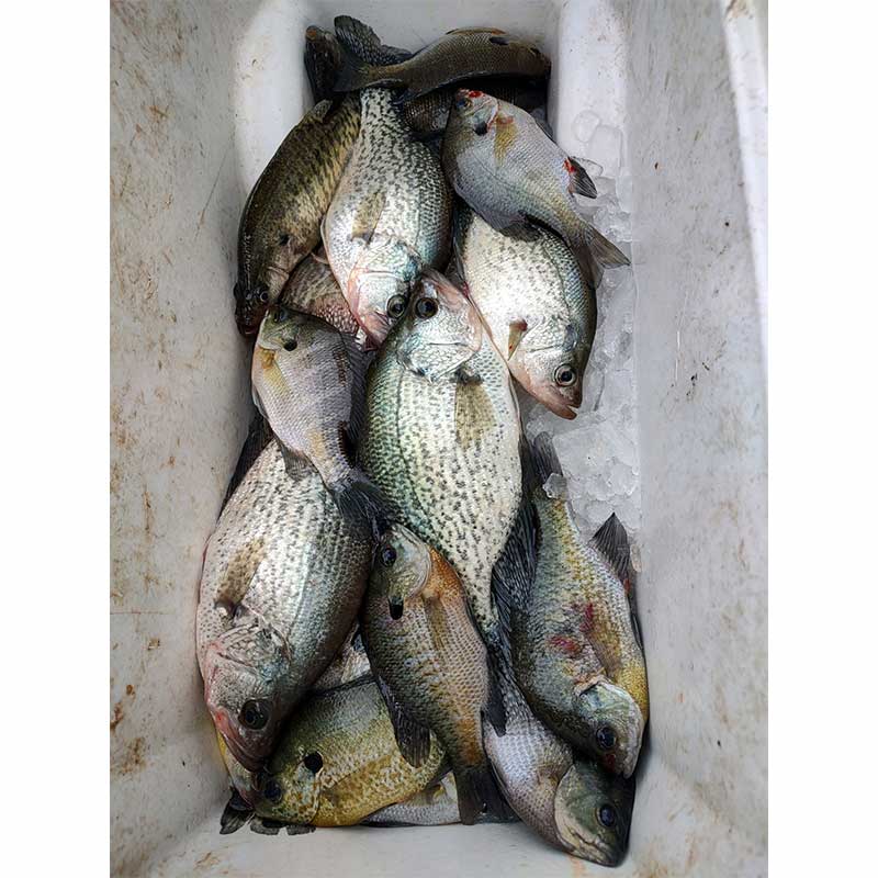 AHQ INSIDER Santee Cooper (SC) 2023 Week 48 Fishing Report – Updated November 29