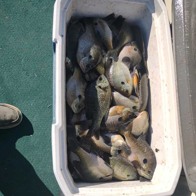 AHQ INSIDER Santee Cooper (SC) Fall 2021 Fishing Report – Updated December 2