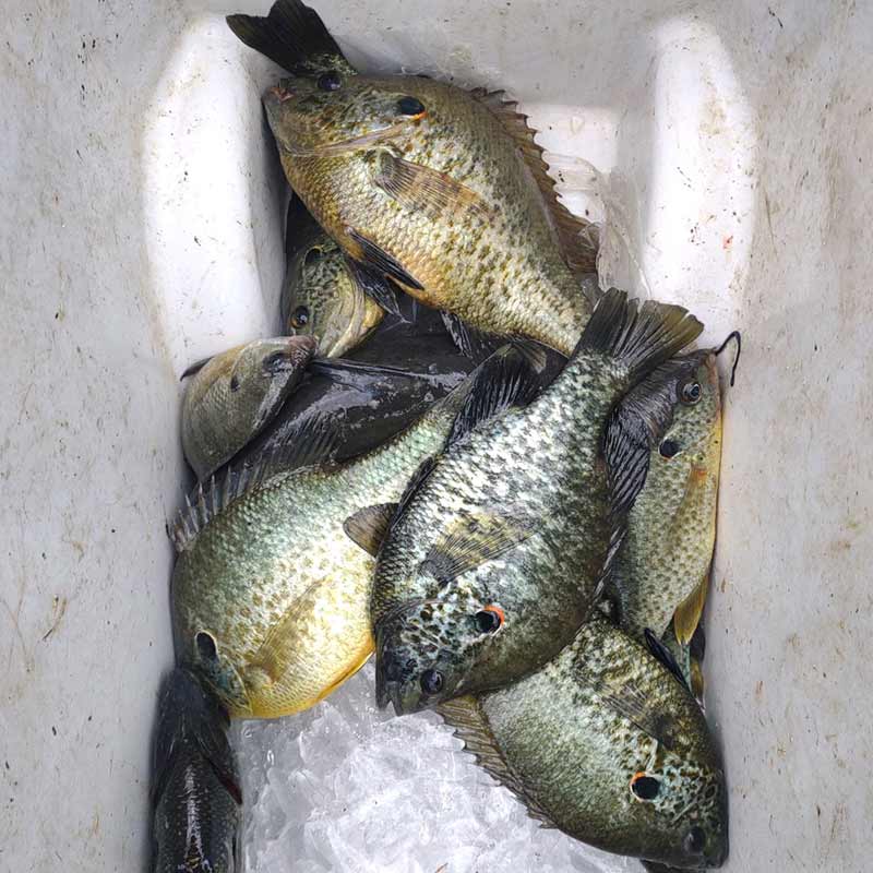 AHQ INSIDER Santee Cooper (SC) Spring 2021 Fishing Report – Updated April 16