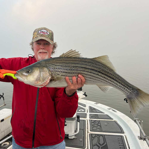 Caught yesterday with Captain Joseph Dennis