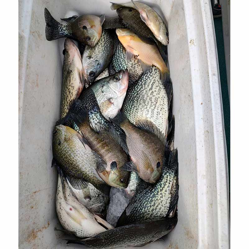 AHQ INSIDER Santee Cooper (SC) 2023 Week 50 Fishing Report – Updated December 15