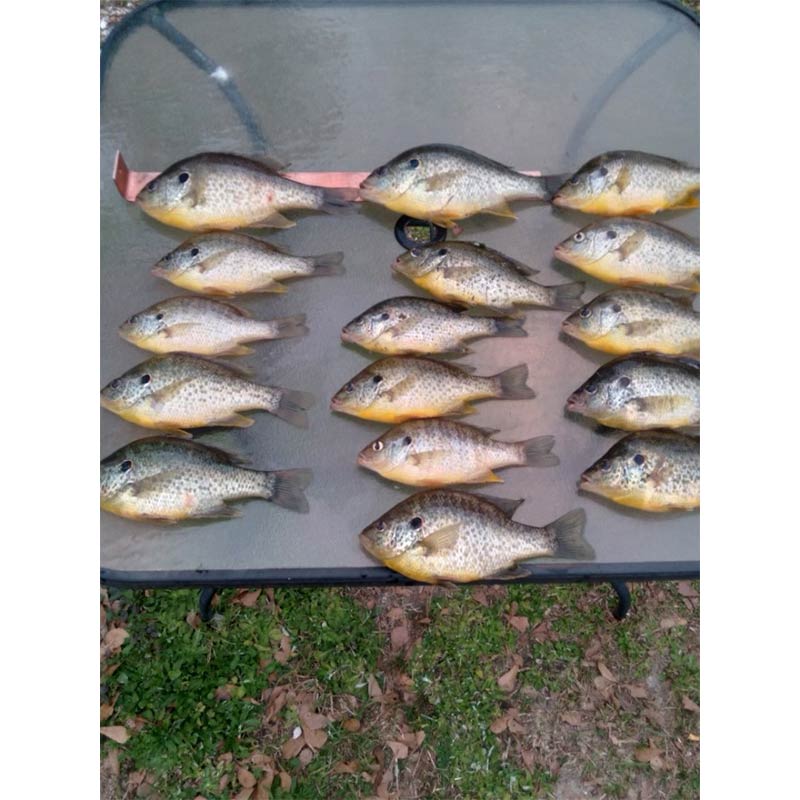 AHQ INSIDER Santee Cooper (SC) Spring 2022 Fishing Report – Updated March 2