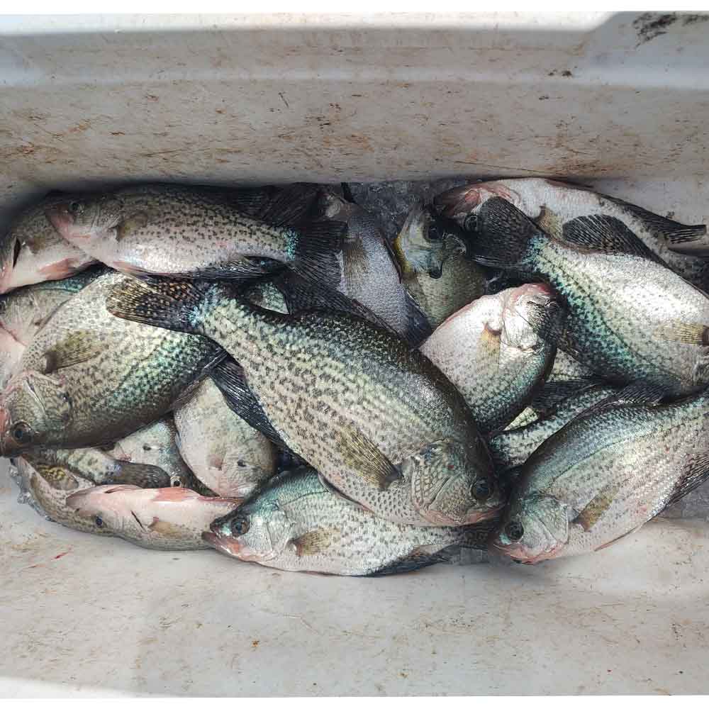 That's more like it - Tuesday with Captain Steve English