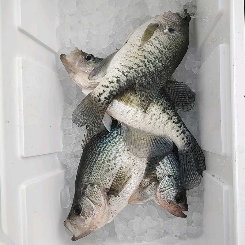 AHQ INSIDER Santee Cooper (SC) 2024 Week 5 Fishing Report – Updated February 1