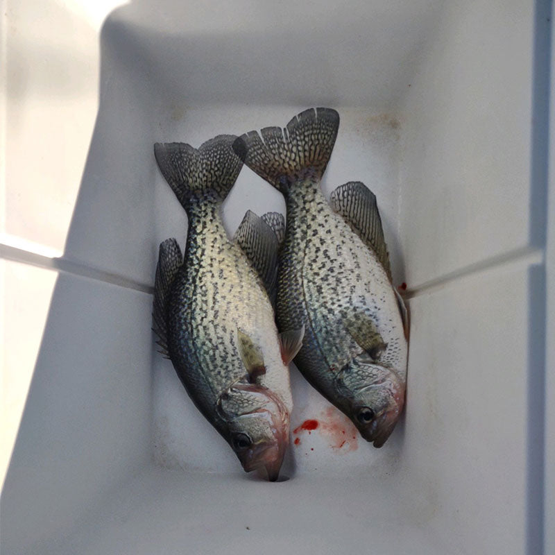 AHQ INSIDER Santee Cooper (SC) 2023 Week 38 Fishing Report – Updated September 22