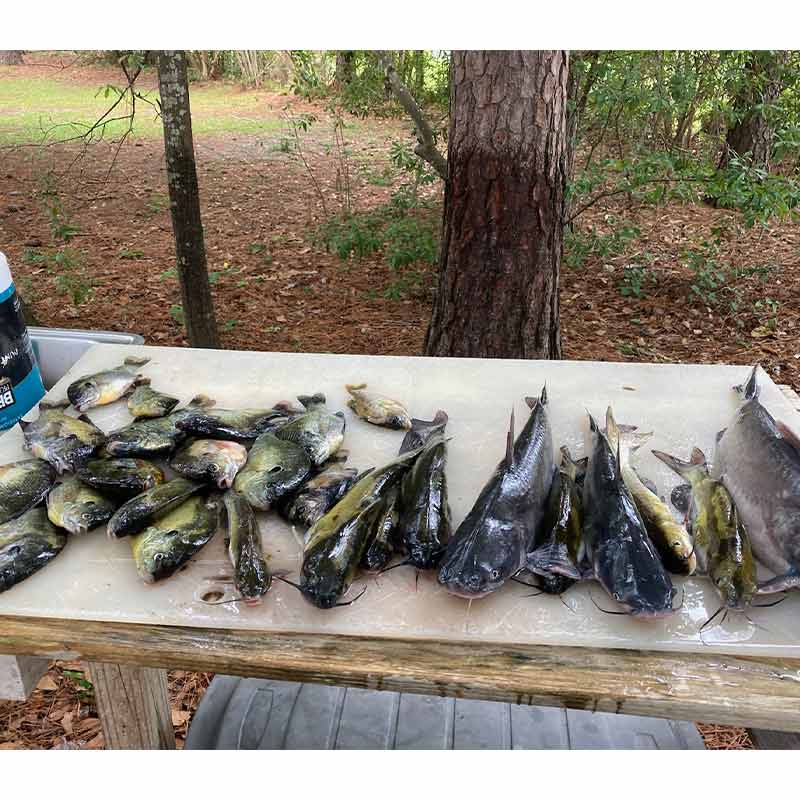 AHQ INSIDER Santee Cooper (SC) 2022 Week 29 Fishing Report – Updated July 22