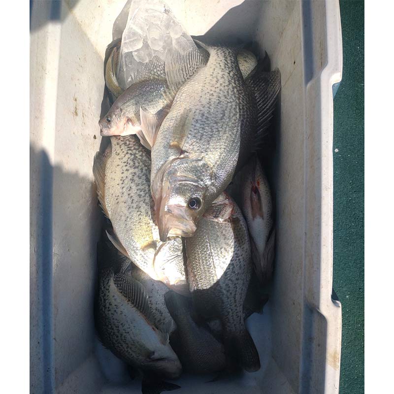 AHQ INSIDER Santee Cooper (SC) Spring 2022 Fishing Report – Updated February 24