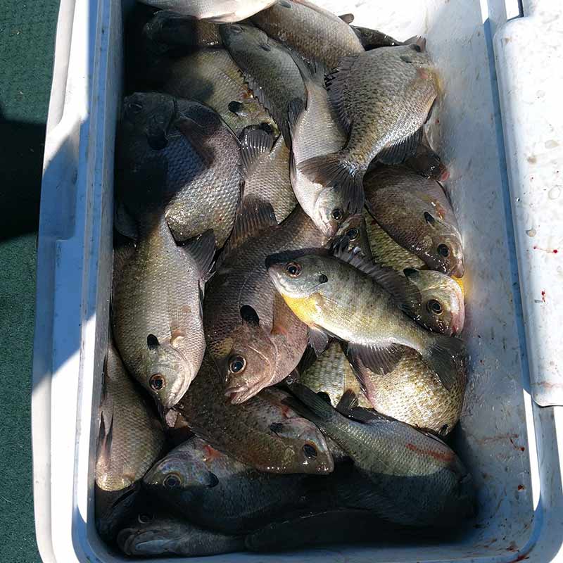 AHQ INSIDER Santee Cooper (SC) Fall 2020 Fishing Report – Updated October 9