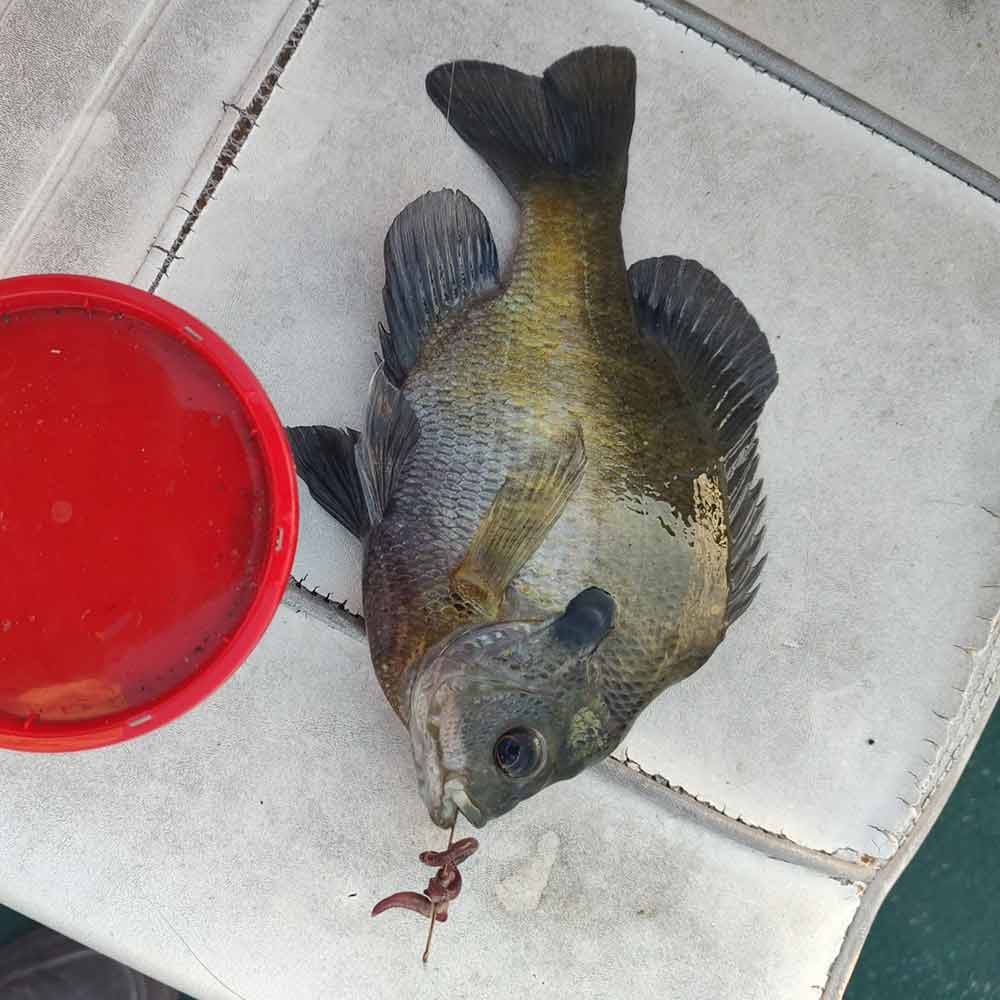 Yesterday with Captain Steve English