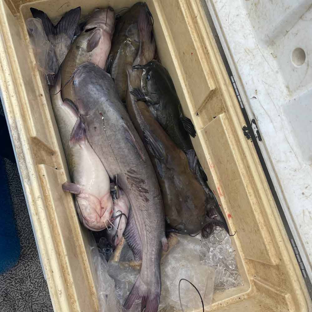 AHQ INSIDER Santee Cooper (SC) 2025 Week 27 Fishing Report – Updated July 3