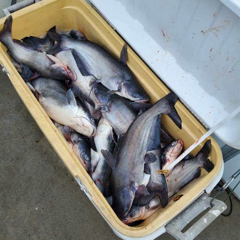 AHQ INSIDER Santee Cooper (SC) 2023 Week 30 Fishing Report – Updated July 27