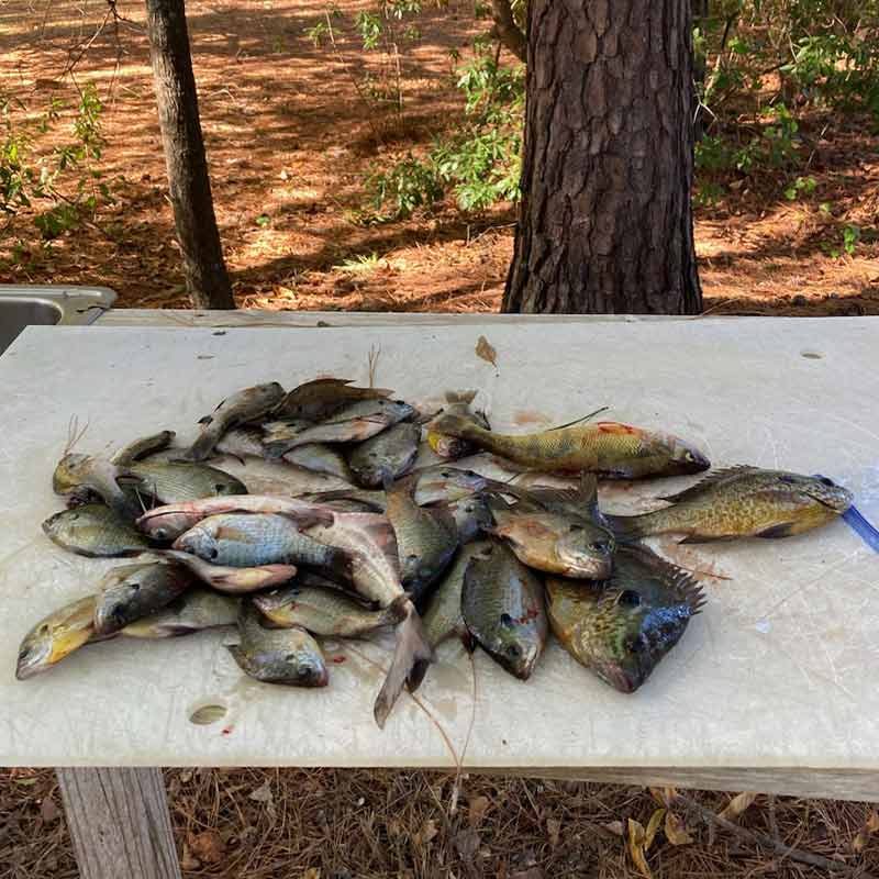 AHQ INSIDER Santee Cooper (SC) 2023 Week 43 Fishing Report – Updated October 26